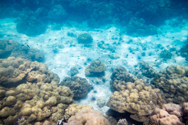 istock Underwater reef stone and sea life 645983788