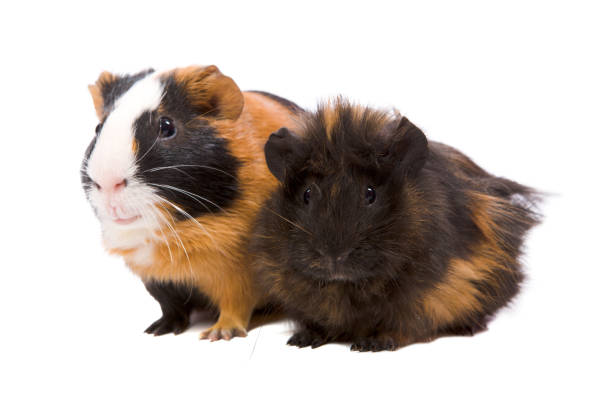Spotted Cavy Stock Photos Pictures Royalty Free Images iStock Spotted Cavy Stock Photos Pictures Royalty Free Images iStock