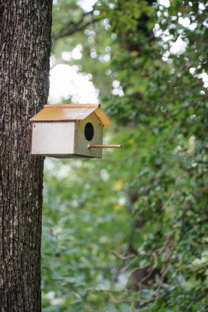 istock Little bird house on tree in forest 646000990