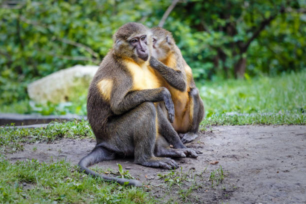 istock Golden-bellied monkeys 646001812