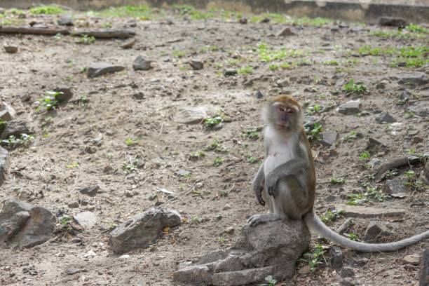 istock monkey nature in Thailand Closeup 646002008