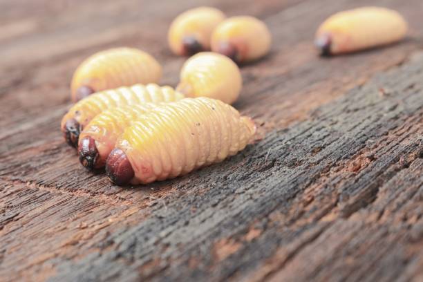 istock Red palm weevil, Sago beetle worm  Fried in cup on the wooden floor 646004156