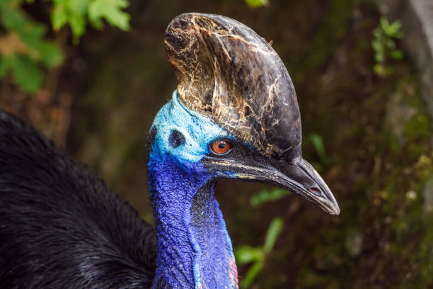 casuario australiano - beak bird blue cassowary foto e immagini stock