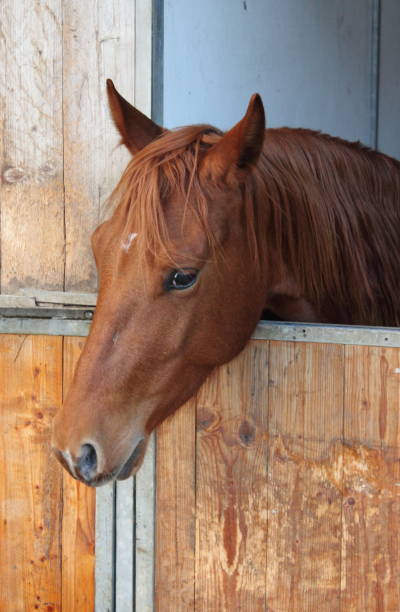 istock Brown male horse 646020076
