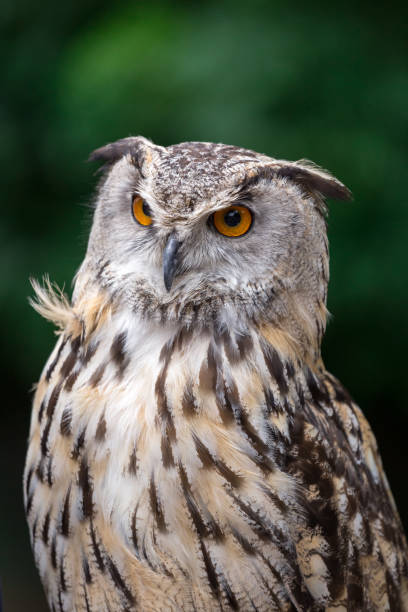 istock Close up of Eagle Owl with Orange Eyes (Bubo Bubo) 646035320