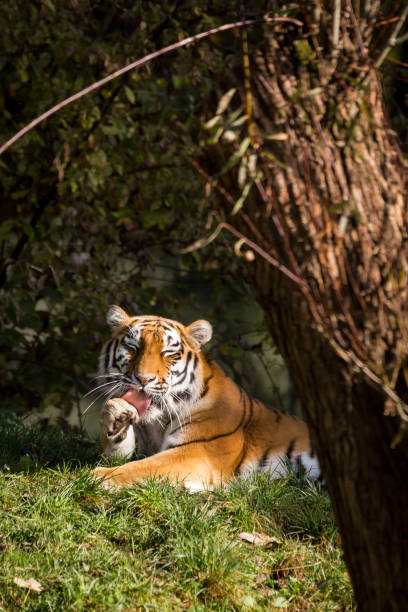istock Siberian Tiger cleaning his Face and Paws 646039840