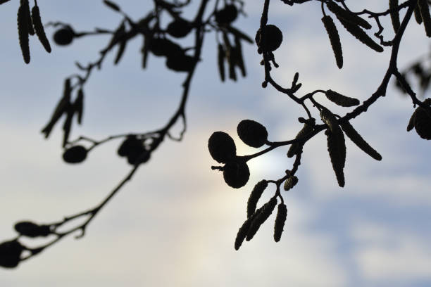 This photo shows male and female catkins with old cones, belonging to an alder tree. In silhouette. The colour behind the in-focus cones is caused by the edge of a 22-degree halo, a circle around the sun.