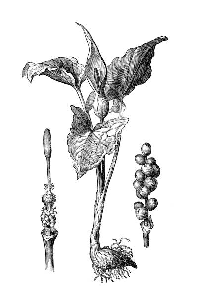 ilustraciones, imágenes clip art, dibujos animados e iconos de stock de snakeshead, raíz de víbora, arum (arum maculatum) - european adder illustrations