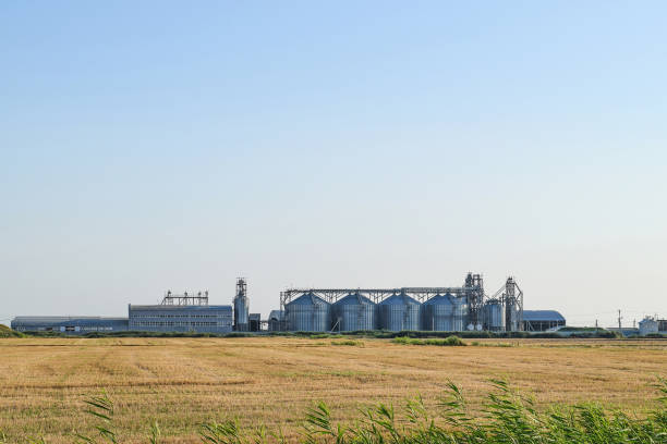 istock Rice plant in the middle of fields 646044166