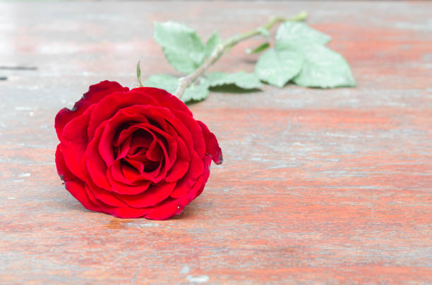 istock rose flower background for Valentine's Day, vintage filter image 646044492