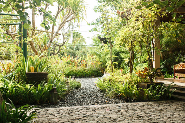 istock green jungle in Asia 646047434