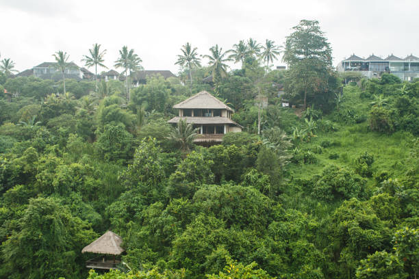 istock green jungle in Asia 646048154