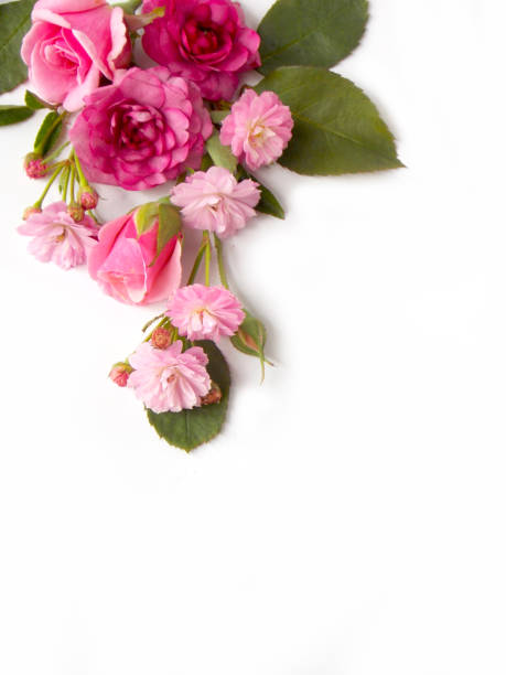 istock Beautiful rose flower bouquet 646050944