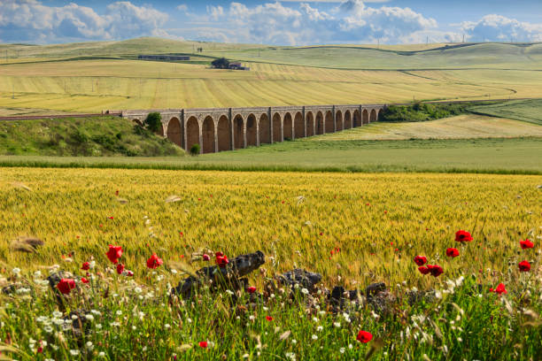 primavera: ponte ferroviario sul campo di grano verde. puglia.italia . - sweet grass foto e immagini stock