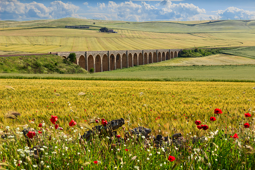 Spring rural landscape.Between Apulia and Basilicata :rural landscape with vernal wildflowers: poppies in a field with unripe cornfield (Spinazzola).