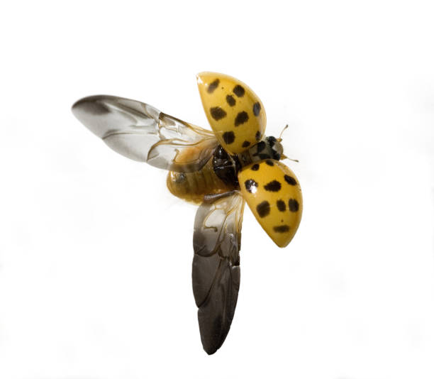 istock Asian; ladybug; Japanese; Harmonia; axyrides 646057852