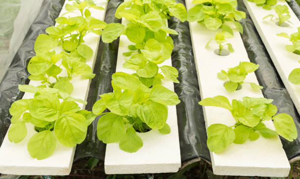 istock Vegetables hydroponics in Organic farming 646057900