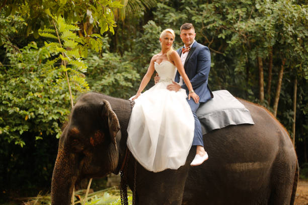 istock bride and groom riding on a elephant 646058240