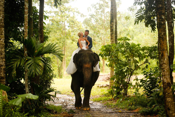istock bride and groom riding on a elephant 646058516