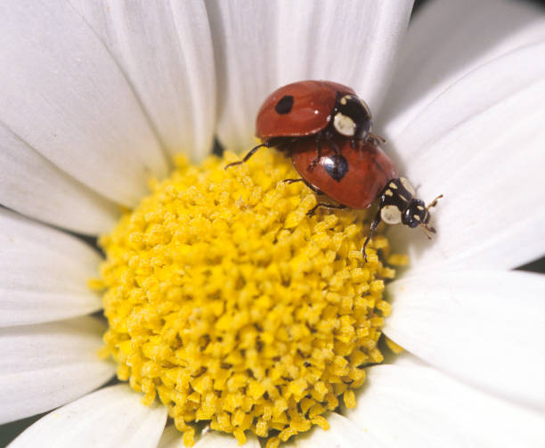 istock Asian; ladybug; Japanese; Harmonia; axyrides 646058780