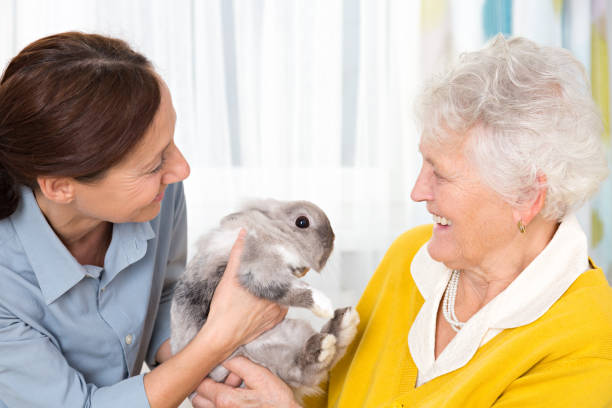 istock Pet Therapy – Senior woman with rabbit 646058984