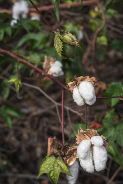 Cotton balls on the plant ready to be harvested