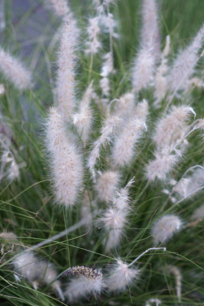istock Gentle soft fluffy mauve flower close-up. 646059118