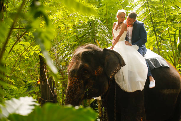 istock bride and groom riding on a elephant 646061754