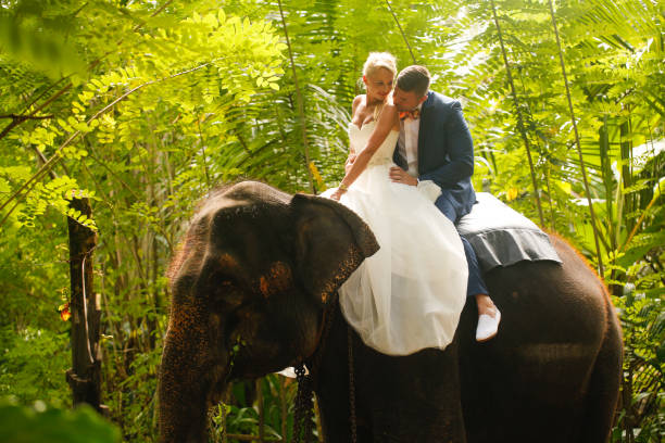 istock bride and groom riding on a elephant 646062420
