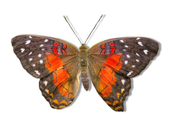 istock Anartia amanthea nw 646064868