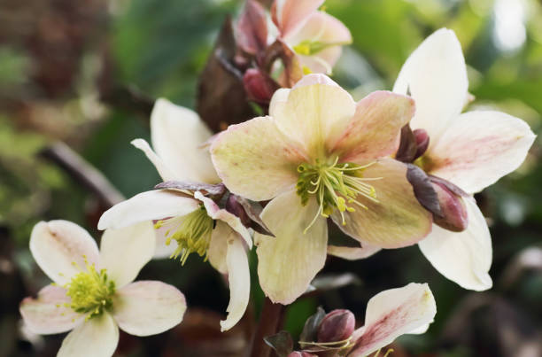 Christmas Rose (Helleboris niger) Helleborus niger, commonly called Christmas rose or black hellebore, is an evergreen perennial flowering plant in the buttercup family, Ranunculaceae.  black hellebore stock pictures, royalty-free photos & images