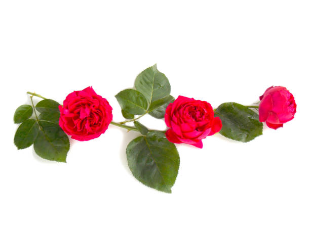 istock English rose bouquet 646071124