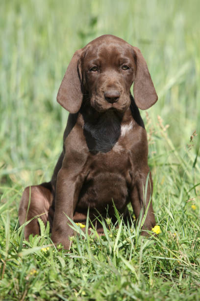 istock Beautiful puppy od German Shorthaired Pointer 646071718