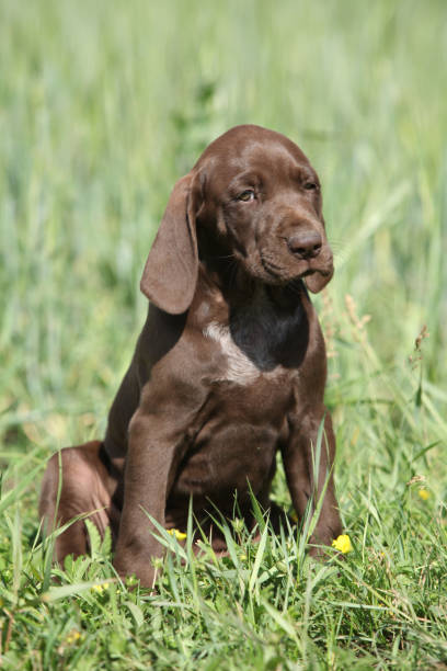 istock Beautiful puppy od German Shorthaired Pointer 646071970