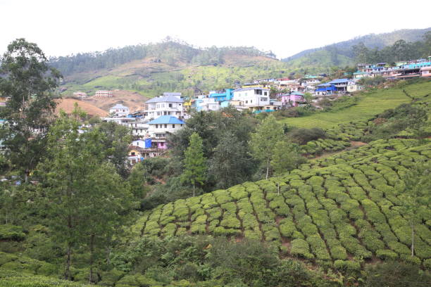istock Tea plantation in Munnar,Kerala,India 646073944