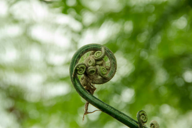 young leaf of fern - fern spiral frond green imagens e fotografias de stock