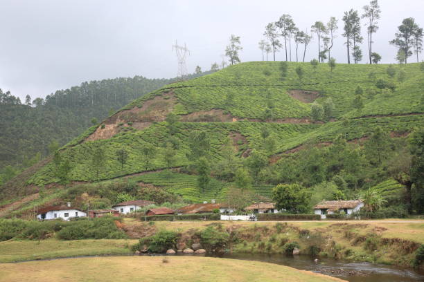 istock Tea plantation in Munnar,Kerala,India 646078900