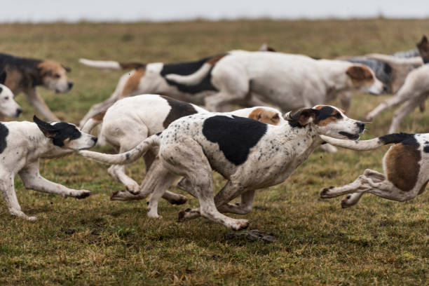 istock Pack of Foxhounds at Full Speed Chasing a Scent 646088602