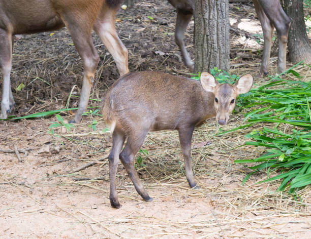 istock Red deer on the run in the wild 646088756