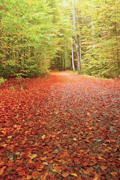 istock Autumn road with leaves 646091726