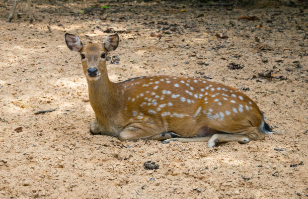 istock Buck deer with roe-deer in the wild 646091778