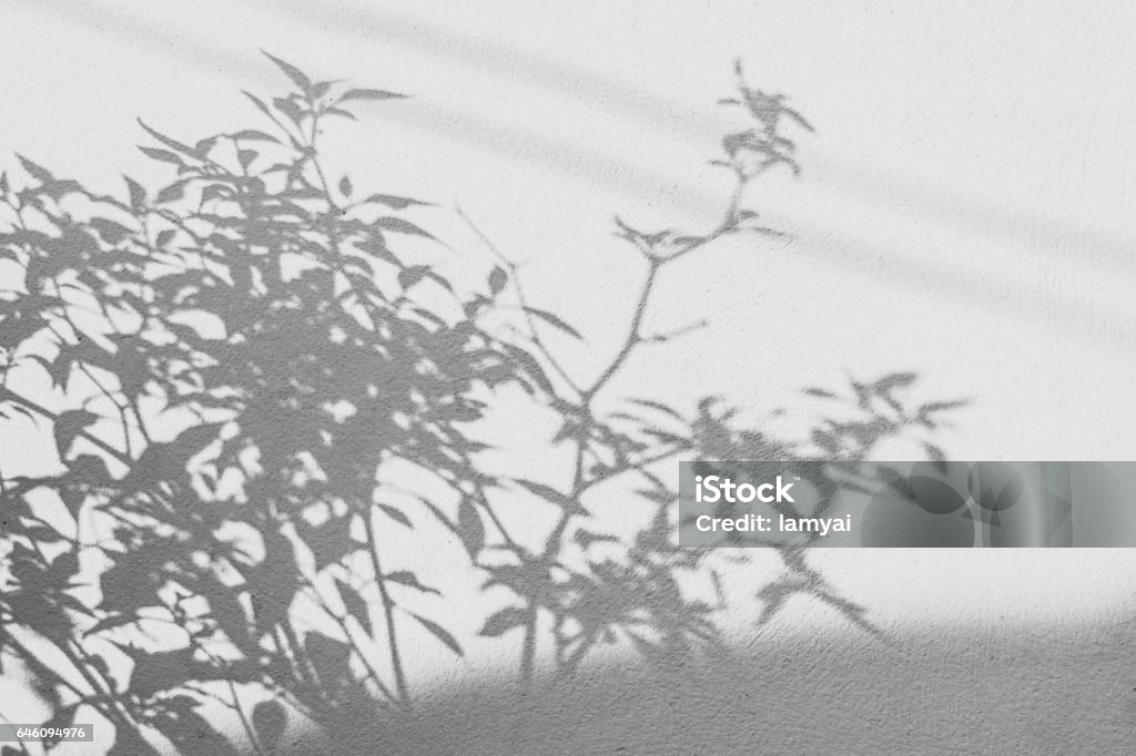 fundo de folha de sombras em uma parede branca - Foto de stock de Sombra royalty-free