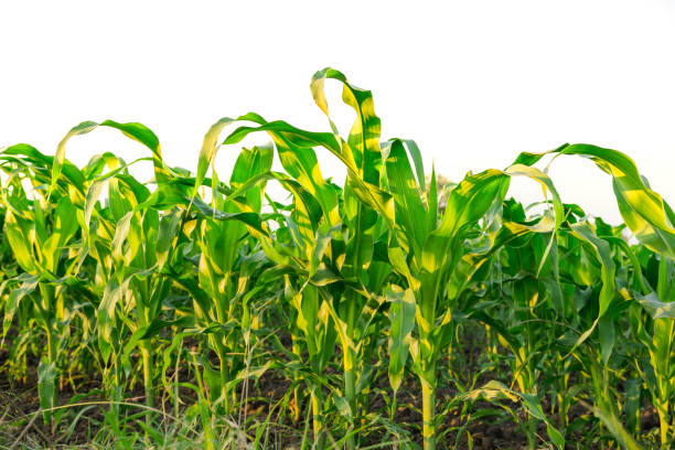 istock Green corn field in agricultural garden 646096074