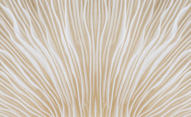 background macro image of Sajor-caju Mushroom
