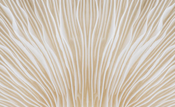 background macro image of Sajor-caju Mushroom abstract background macro image of Sajor-caju Mushroom extreme close up stock pictures, royalty-free photos & images