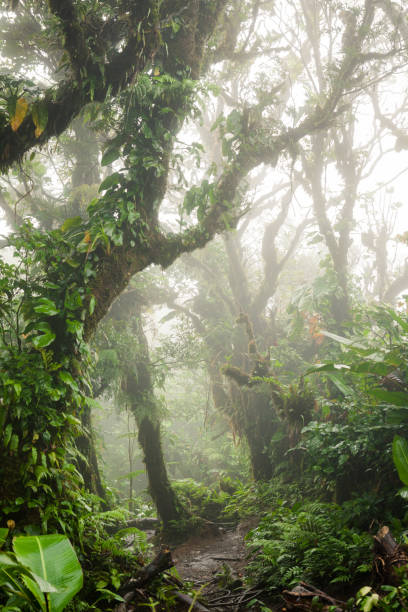 istock Deep in lush foggy rainforest 646102358