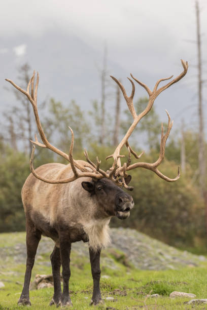 istock Barren Ground Caribou Bull 646104950
