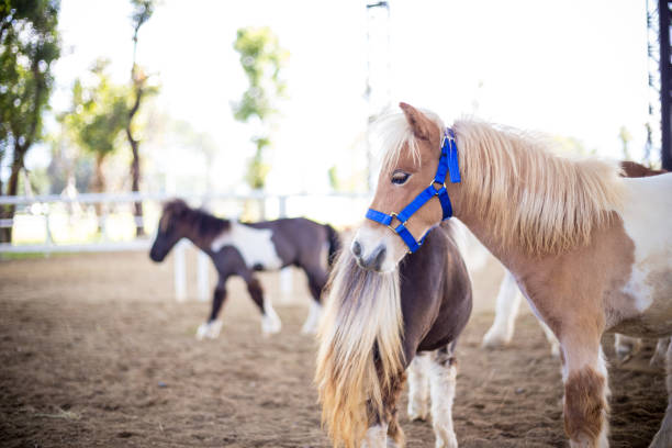 istock Shetland pony in farm 646105930