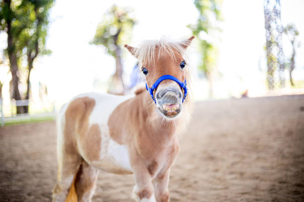 shetland pony lächelngesicht - pony stock-fotos und bilder