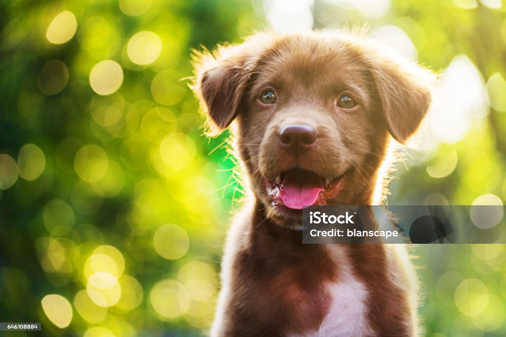 Portrait de brun mignon Labrador retriever chiot avec coucher de soleil bokeh Résumé - Photo de Chien libre de droits